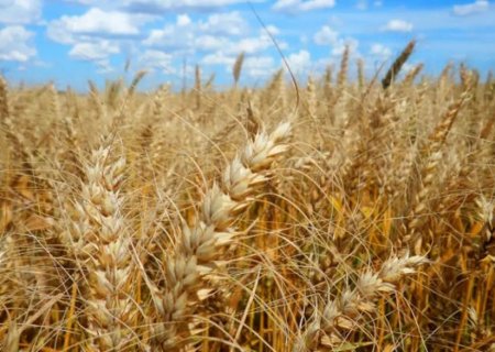Mato Grosso do Sul se prepara para plantar 40 mil hectares de trigo