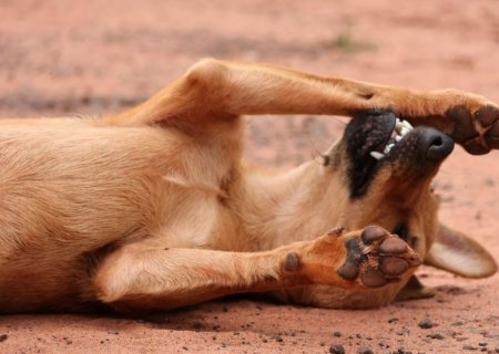 Evento em prol de ONGs animais vai eleger “Miss Vira-Lata” em Campo Grande