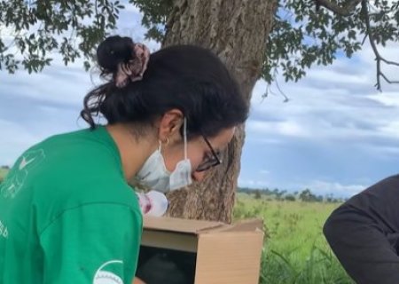 Estudo in&eacute;dito avalia reprodu&ccedil;&atilde;o de Alvinho, o tamandu&aacute;-bandeira albino