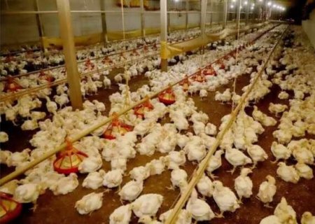 China amplia restri&ccedil;&otilde;es e suspende toda importa&ccedil;&atilde;o de frango do Brasil