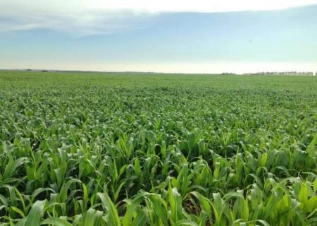 Risco de geada e falta de chuva deixam produtores de milho em alerta em MS
