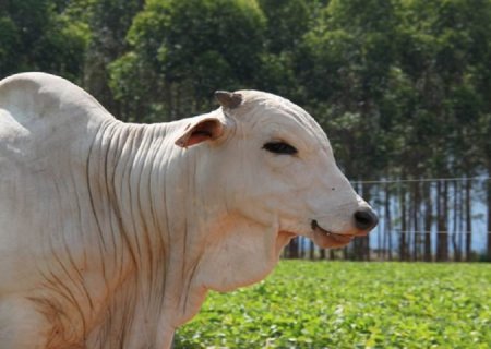 Produtores rurais têm até 2 de junho para declarar rebanho em MS; prazo não será prorrogado