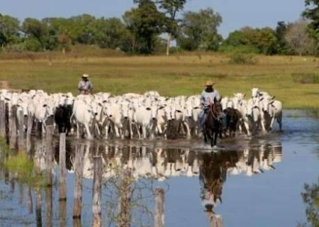 Produtores poder&atilde;o receber at&eacute; R$ 100 mil pela preserva&ccedil;&atilde;o do Pantanal