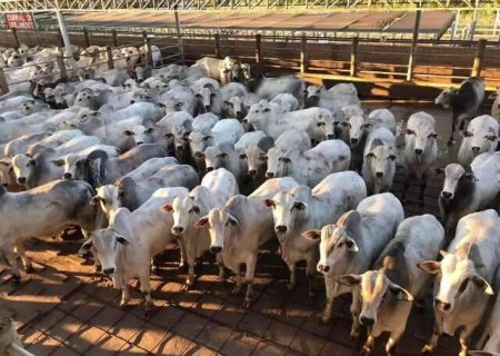 MS impulsiona alta nacional no abate de bovinos com aumento de 33,98 mil cabe&ccedil;as