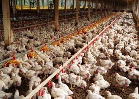 Ap&oacute;s 28 dias sem novos casos, 17 pa&iacute;ses reabrem mercado para frango brasileiro