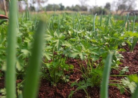 Governo federal destina R$ 3,1 milh&otilde;es para agricultura familiar de MS