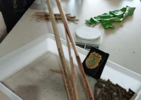 Mulher de traficante &eacute; presa tentando entrar em pres&iacute;dio com maconha em vassoura