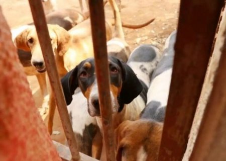 Por causa de latidos, Justi&ccedil;a manda protetora reduzir c&atilde;es de 100 para 5