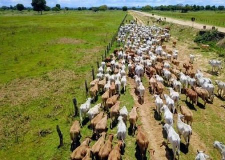 China reconhece Brasil livre de aftosa e abre nova vitrine para carne de MS