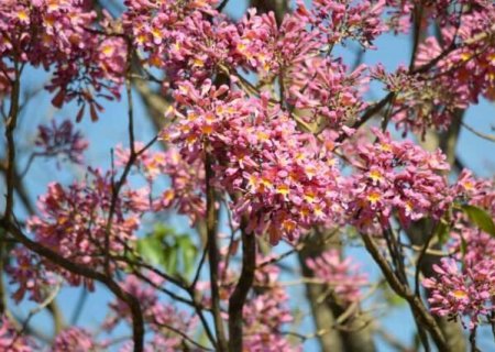 Nova lei limita ip&ecirc;s a 15% da arboriza&ccedil;&atilde;o e prioriza plantio de esp&eacute;cies nativas