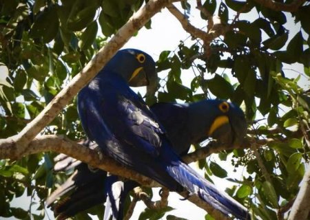 MS lidera contagem nacional de araras-azuis com 493 aves em 17 munic&iacute;pios
